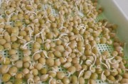豆芽种植前景怎么样_2024年豆芽市场行情分析