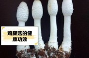 鸡腿菇种植前景怎么样_鸡腿菇市场前景分析