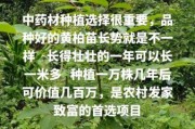 黄柏种植前景如何_黄柏价格走势