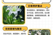 百合种植前景如何_2024年百合行情预测