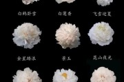 牡丹花怎么养_牡丹品种有哪些