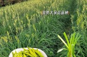 黄花菜种植前景怎么样_黄花菜市场前景如何