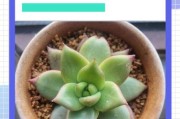 多肉植物赚钱吗_2024年市场前景分析