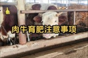 肉牛养殖成本怎么算_肉牛行情未来走势如何