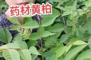 黄柏前景怎么样_种植赚钱吗
