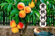 黄桃种植前景怎么样_黄桃市场利润高吗