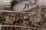 蛋鸽养殖前景怎么样_蛋鸽市场利润大吗