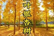 银杏树种植赚钱吗_银杏叶提取物市场前景