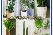 室内植物多久浇一次水_新手养什么植物好养