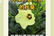 黄秋葵种植前景如何_黄秋葵市场潜力大吗