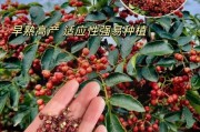花椒种植前景如何_2024年花椒价格走势