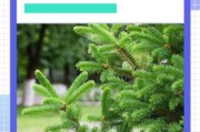 云杉前景怎么样_云杉种植前景分析