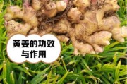 黄姜种植前景怎么样_黄姜种植利润高吗