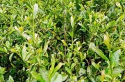 茶叶种植前景怎么样_茶叶种植赚钱吗