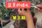 盆景怎么养_盆景造型技巧