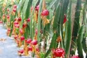 火龙果种植前景如何_火龙果市场利润有多大