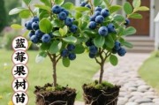 蓝莓市场前景怎么样_蓝莓种植赚钱吗