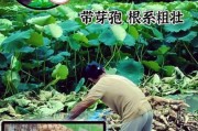 莲藕种植前景如何_莲藕深加工赚钱吗
