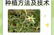 铁皮石斛市场前景如何_铁皮石斛种植赚钱吗