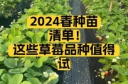 草莓种植赚钱吗_2024草莓市场前景如何