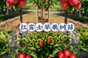 红富士苹果种植前景如何_红富士苹果未来价格走势