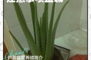 芦荟种植前景如何_芦荟种植赚钱吗