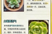 多肉植物市场前景怎么样_新手还能入局吗