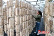 食用菌行业前景怎么样_食用菌种植赚钱吗