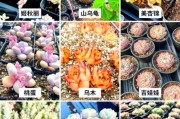 多肉植物市场前景如何_新手养多肉赚钱吗
