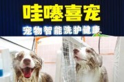 宠物美容多少钱一次_狗狗多久洗一次澡合适