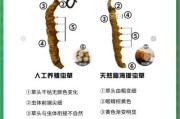 冬虫夏草多少钱一克_如何辨别真假