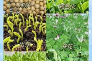 豌豆种植前景怎么样_豌豆价格为何波动大
