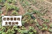 番薯前景怎么样_2024年种植能赚钱吗