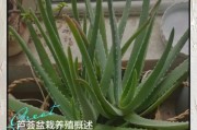 养芦荟赚钱吗_芦荟市场前景如何