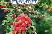 红树莓种植前景怎么样_红树莓一亩利润多少