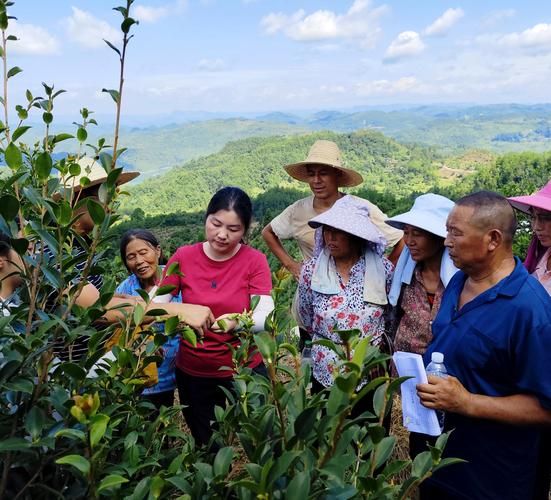 油茶种植前景如何_油茶市场前景怎么样