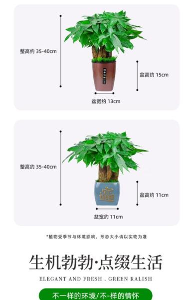 盆栽行业未来五年赚钱吗_新手如何入门盆栽创业