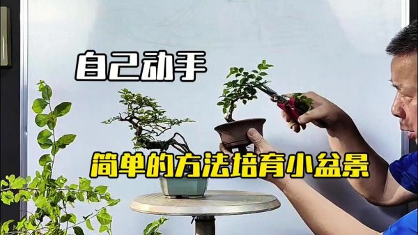 盆栽行业未来五年赚钱吗_新手如何入门盆栽创业