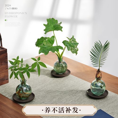 盆栽行业未来五年赚钱吗_新手如何入门盆栽创业