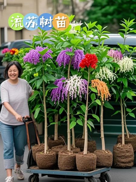 流苏树种植前景怎么样_流苏树几年能开花