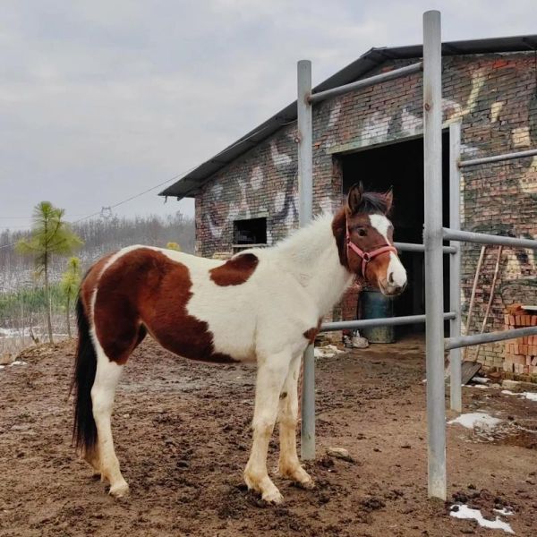 马的养殖前景怎么样_2024年养马赚钱吗