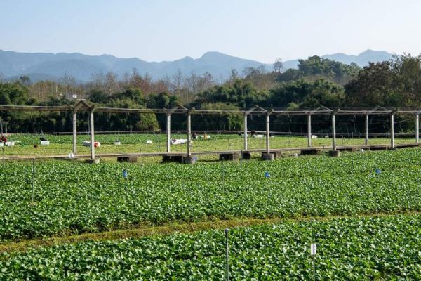 重庆立洋绿色产业发展有限公司怎么样_绿色农业项目有哪些