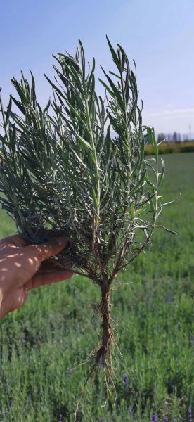 薰衣草种植前景怎么样_薰衣草市场前景如何