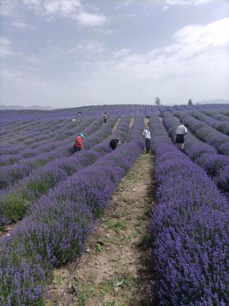薰衣草种植前景怎么样_薰衣草市场前景如何