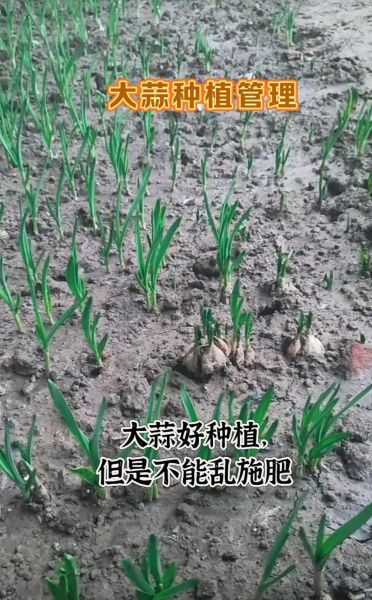 大蒜种植前景怎么样_2024年种大蒜赚钱吗