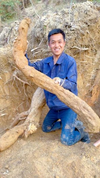 葛根种植赚钱吗_葛根市场前景怎么样
