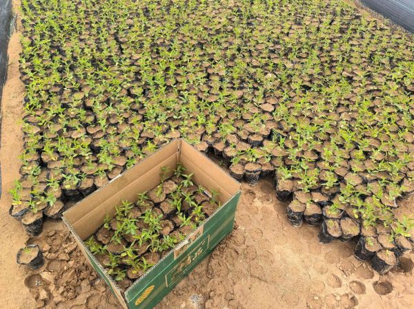 酸枣种植前景怎么样_酸枣仁价格走势如何