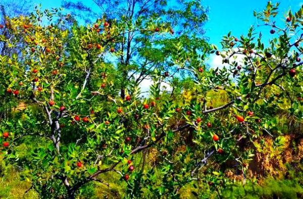 酸枣种植前景怎么样_酸枣仁价格走势如何