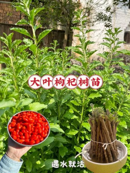 枸杞种植前景怎么样_2024年枸杞市场还能赚钱吗