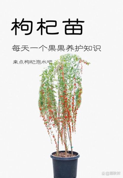 枸杞种植前景怎么样_枸杞市场未来五年趋势